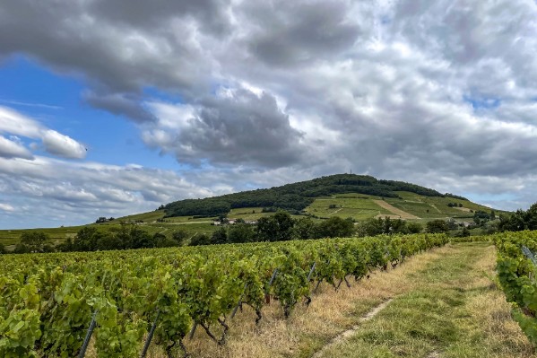64 ha de vignes pérennisées par un portage coopératif dans le Beaujolais