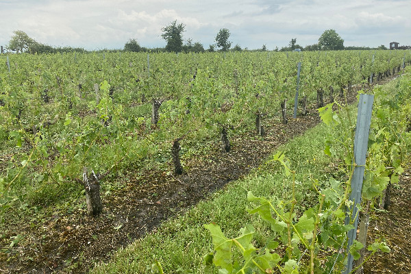 1 913 ha de vignes grêlées s'ajoutent à 'l'usure du moral' médocain