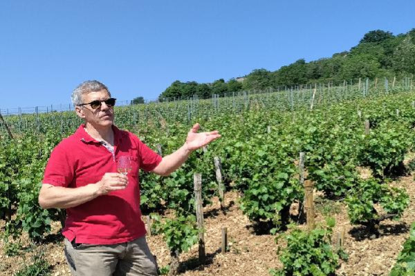 Le suivi de la maturité des raisins vendus au négoce, c'est toute une organisation !