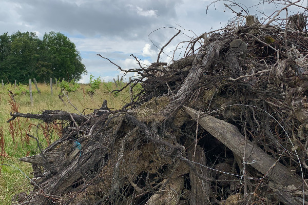 '1ers arrivés 1ers servis' pour la 2ème session d’arrachage des vignes bordelaises à 6 000 €/ha