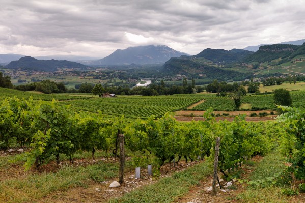 Millésime très compliqué par le mildiou dans les vignes de Savoie et de Bugey