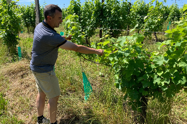 Il alerte sur les dégâts de chevreuil sur vigne et récolte les invectives en ligne