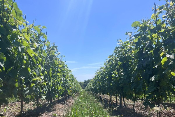 Dans les vignes angevines, un millésime fatiguant mais qui donne espoir