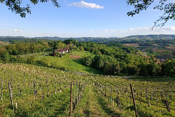 La Styrie en Autriche, un vignoble prospère