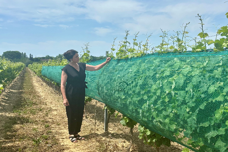 Un investissement qui peut être rentabilisé en une année : les filets fleurissent dans les vignes pour lutter contre la grêle