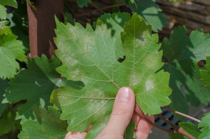 Des microorganismes déjà présents au vignoble pour lutter contre le mildiou