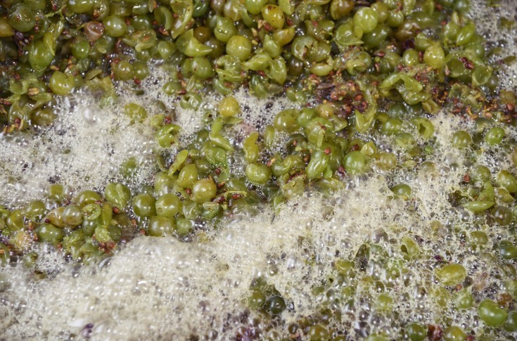 Nouvelles avancées scientifiques sur la levure œnologique Metschnikowia