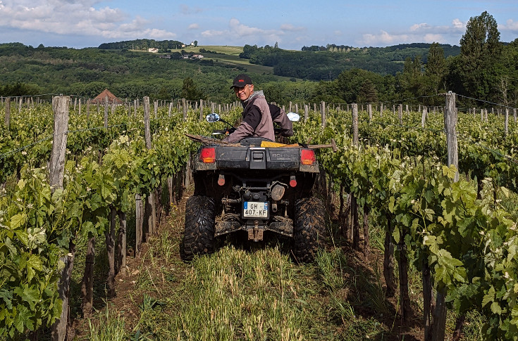 Vigne et pression mildiou poussent régulièrement