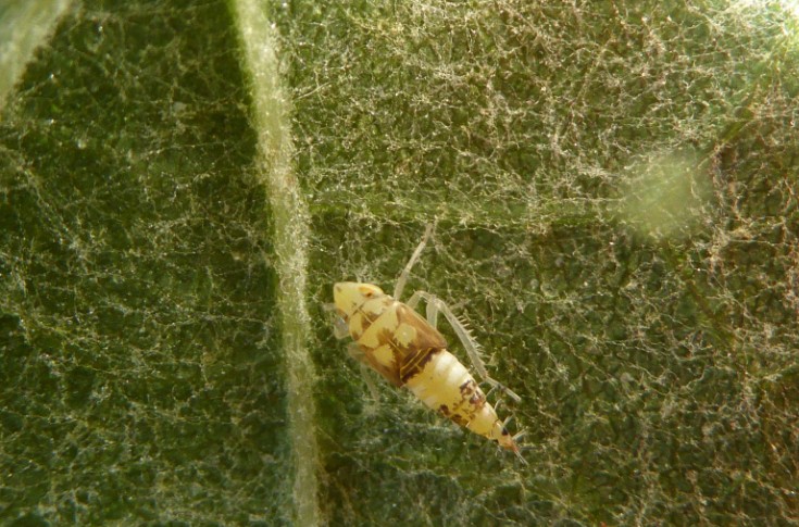 Du bon usage de Lumière contre la flavescence dorée de la vigne en alternative au Pyrévert