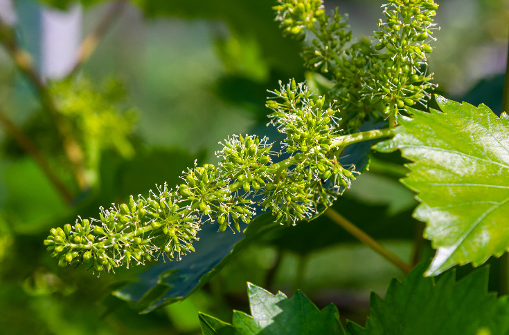 Finie l’interdiction de traiter les vignes en fleur de jour (s’il y a pression mildiou, oïdium, black-rot...)