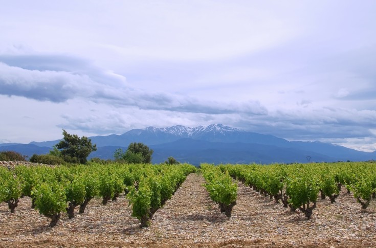 Une année pluvieuse mais trompeuse pour le vignoble des Pyrénées-Orientales