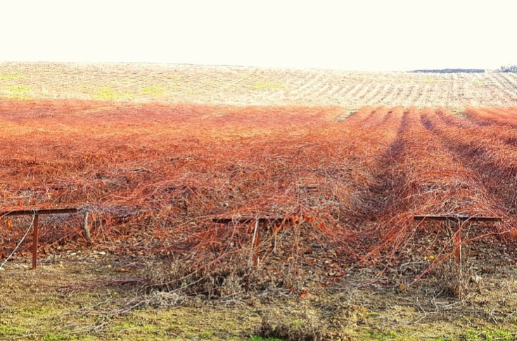 3 000 €/ha l'arrachage : les pépiniéristes viticoles ont, enfin, leur aide