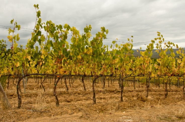 European vineyards more affected than others by climate change
