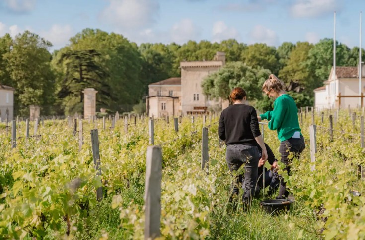 Bordeaux a son atlas des bactéries des sols viticoles
