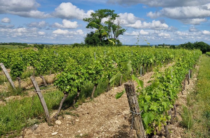 Le mildiou s'installe sur les vignes : 