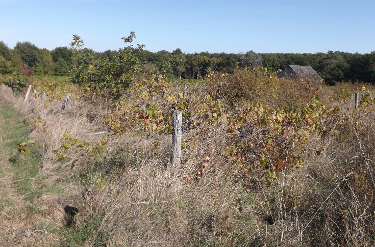 150 ha de vignes en friche recensés en Indre-et-Loire et Loir-et-Cher
