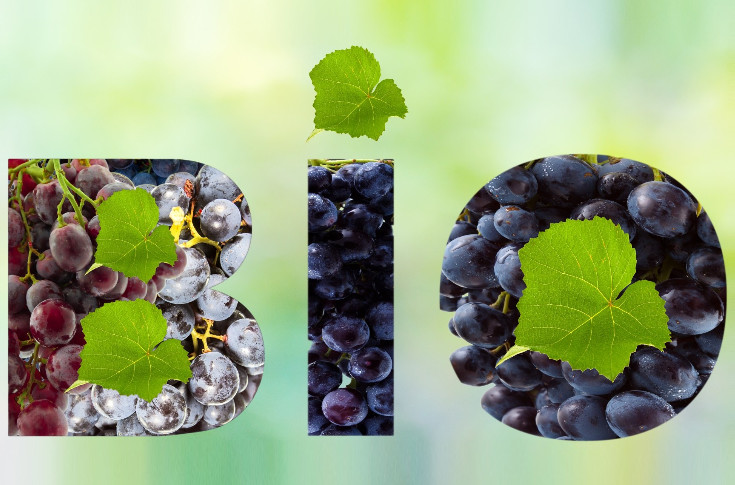 Le vignoble bio se replie pour la première fois : -6 724 ha, les conversions s'effondrent en France