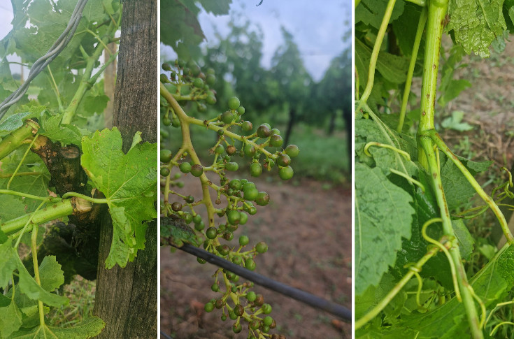 La grêle brise des vignes sans-le-sou et au 36ème dessous : 