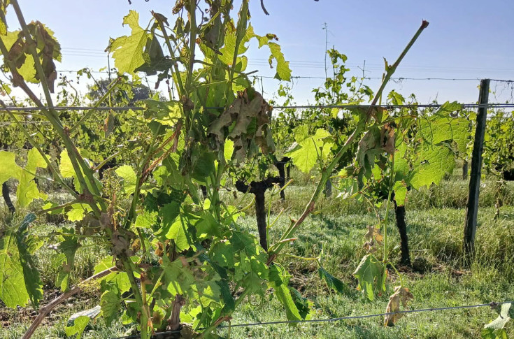 Une mini-tornade et la grêle frappent des centaines d’hectares de vignes