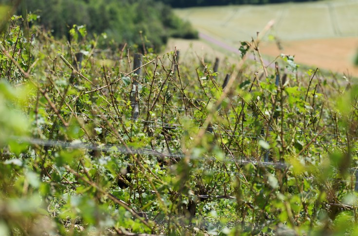 La grêle emporte une partie des futurs crémants de Bourgogne