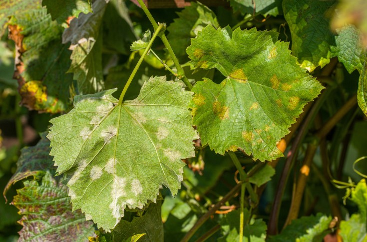 L'innovation dans les produits de biocontrôle s’essouffle au vignoble