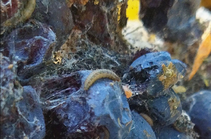 Cryptoblabes dans les vignobles de l’Ardèche, de la Drôme, et la Vallée du Rhône méridionale