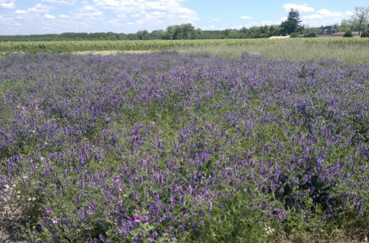 De l’efficacité du repos du sol contre le court-noué de la vigne