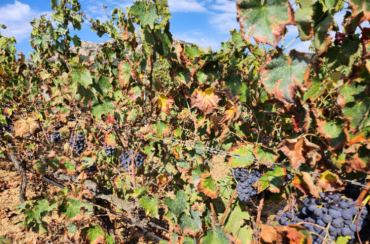 Vignerons et techniciens déploient les grands moyens pour surveiller la cicadelle africaine et trouver des méthodes de lutte