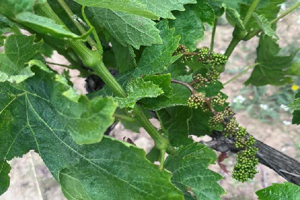 Alerte mildiou : 'la difficulté c'est de trouver des fenêtres de tir pour protéger les vignes'