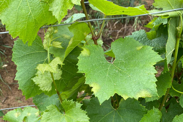 'Tout est sous contrôle' dans les vignes du Beaujolais, même si 'ce n'est pas un millésime qui s'annonce facile !'