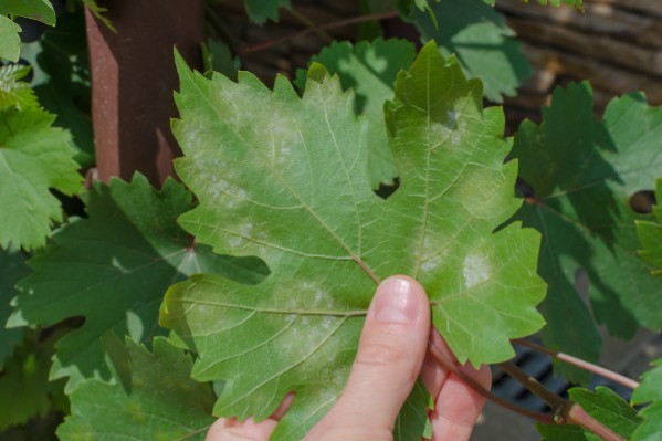 Des microorganismes déjà présents au vignoble pour lutter contre le mildiou