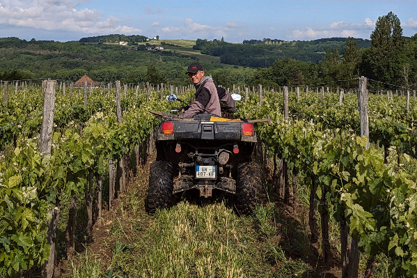 Vigne et pression mildiou poussent régulièrement