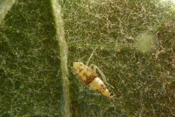 Du bon usage de Lumière contre la flavescence dorée de la vigne en alternative au Pyrévert