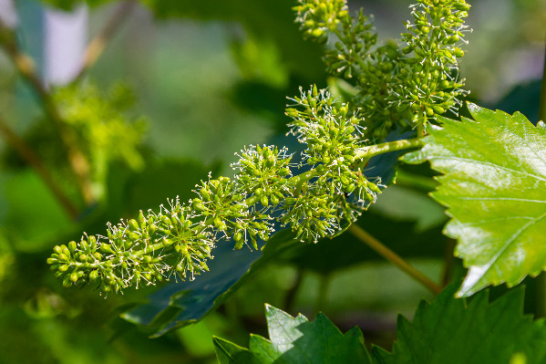 Finie l’interdiction de traiter les vignes en fleur de jour (s’il y a pression mildiou, oïdium, black-rot...)