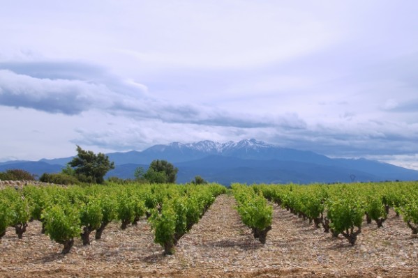 Une année pluvieuse mais trompeuse pour le vignoble des Pyrénées-Orientales