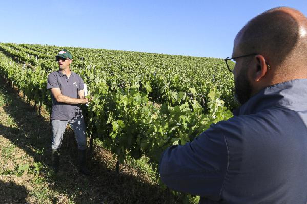 En remplaçant le relevage des vignes par des rognages plus fréquents, ce domaine bordelais économise 33 000 €/an