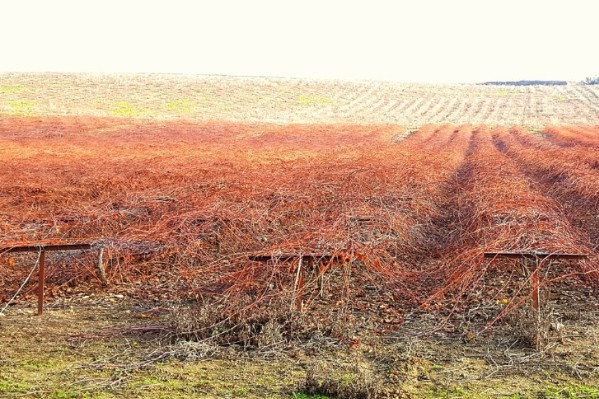3 000 €/ha l'arrachage : les pépiniéristes viticoles ont, enfin, leur aide