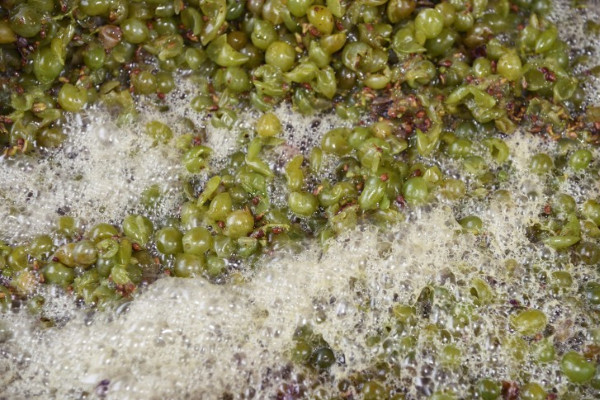 New scientific developments for the wine yeast Metschnikowia