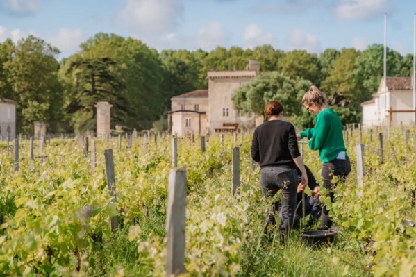 Bordeaux a son atlas des bactéries des sols viticoles
