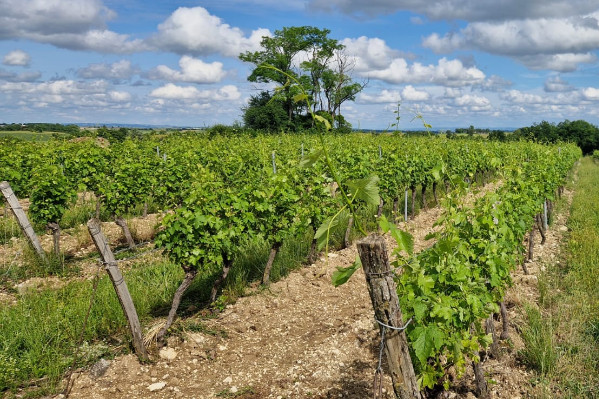 Le mildiou s'installe sur les vignes : 'le meilleur remède reste un temps sec pendant trois semaines'