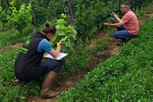 Réduire les traitements contre la flavescence dorée en bio et en réduisant risques