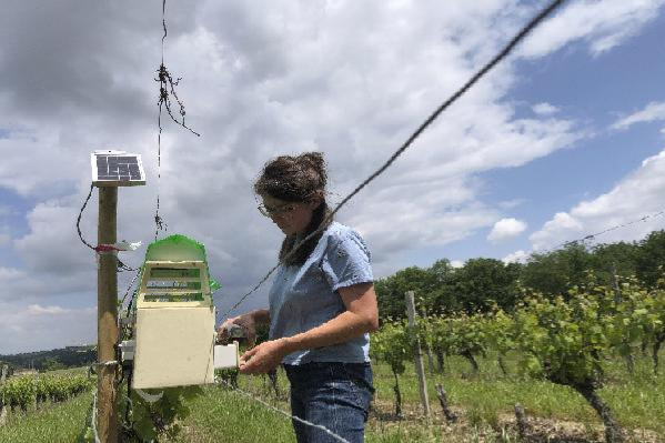 Pour suivre les vols de tordeuses, les pièges connectés tissent leur toile dans les vignes