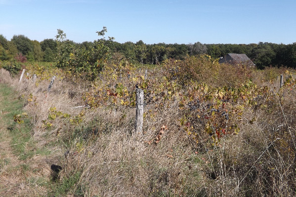150 ha de vignes en friche recensés en Indre-et-Loire et Loir-et-Cher