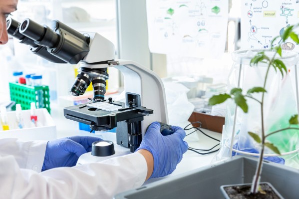 Corteva mise sur les micropeptides anti-mildiou et oïdium de la vigne