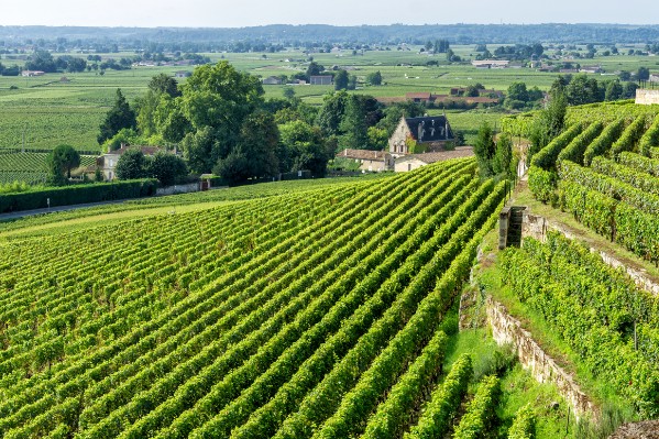 Retour à l’équilibre nutritionnel pour le vignoble de Bordeaux