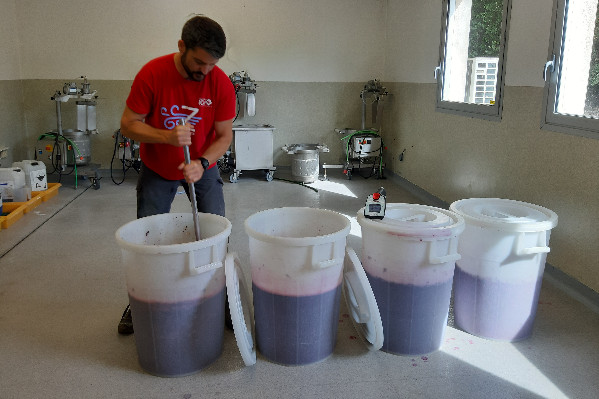 56 600 € de crédit d’impôt récupérés par l’Institut Coopératif du Vin