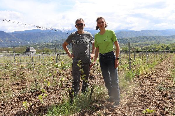 Ces vignerons savoyards cultivent plus de 35 cépages