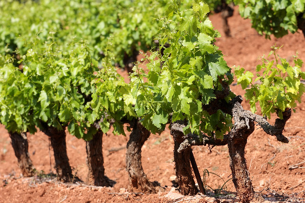 (Recon)naissances des vins AOC Bordeaux claret, Languedoc Cabrières, Montpeyroux et Minervois Cazelles… Et validation de Médoc blanc