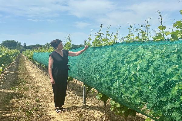Un investissement qui peut être rentabilisé en une année : les filets fleurissent dans les vignes pour lutter contre la grêle