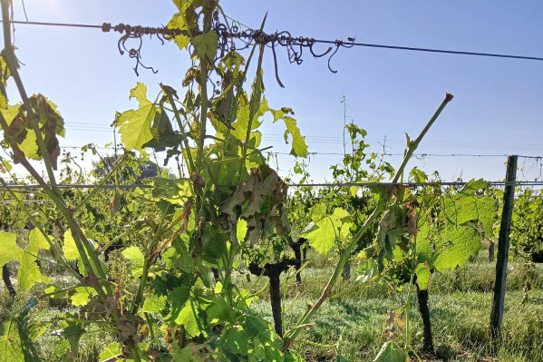Une mini-tornade et la grêle frappent des centaines d’hectares de vignes